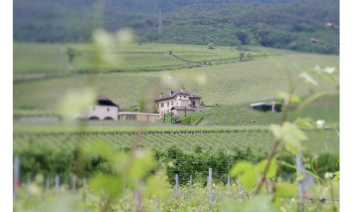 L'immagine di riferimento della cantina Manincor di Caldaro sulla Strada del Vino in Alto Adige Oltradige