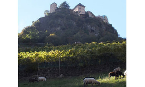 Un'immagine della cantina Unterortl di Ciardes in Alto Adige Val Venosta
