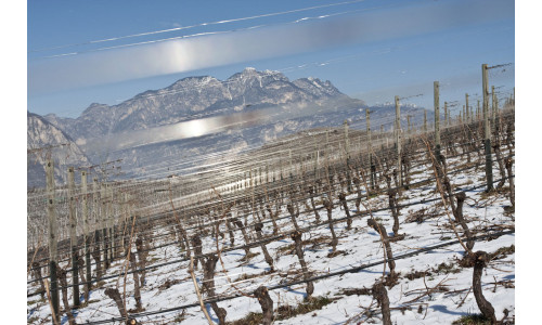 Un'immagine della cantina Cesconi di Pressano in Trentino Adige