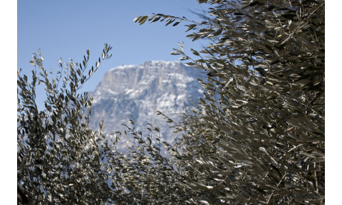 Un'immagine della cantina Cesconi di Pressano in Trentino Adige